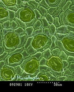 leaf stomata microscope